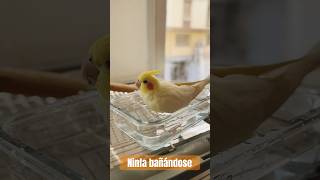 NINFA BAÑANDOSE 🛁 birds ninfa ninfas aves nymph birds calopsita new newvideo shower [upl. by Ellened]