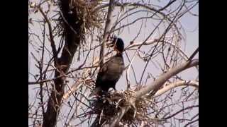 Doublecrested Cormorants in Fergus Falls [upl. by Amak819]