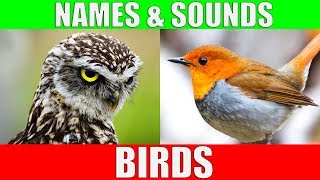 BIRDS Names and Sounds  Learn Bird Species in English [upl. by Godard]