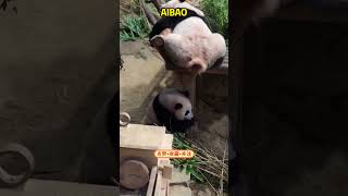 谁把水龙头装这了？洗手洗脸真方便 cute pandachina animals panda funny pandacub cutepanda giantpanda zoo [upl. by Urbana]