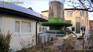 Blue Tit on Feeder [upl. by Housum]