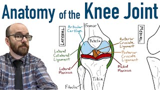 Anatomy of the Knee Joint [upl. by Wendye]