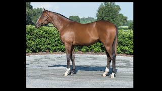 Keeneland September Yearling Sale 2022 [upl. by Whitehouse769]