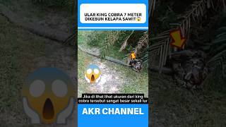 KING COBRA 7 METER DI KEBUN KELAPA SAWIT😱 [upl. by Mya41]