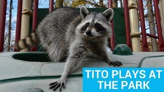 Tito The Raccoon Plays at the Park [upl. by Clarhe]