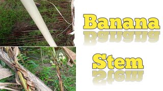 Banana Stem insideSimplyYTchannel [upl. by Ferrick218]