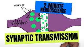 2Minute Neuroscience Synaptic Transmission [upl. by Gurney]