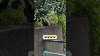 Kitne aadmi thefunwith cats [upl. by Haeluj]