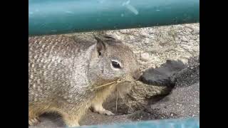 Watch how dexterously this ground squirrel folds the nesting material and carries it to his home [upl. by Salisbury]