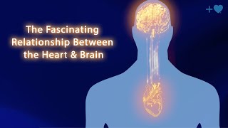 The Fascinating Relationship Between the Heart and Brain [upl. by Sayette]