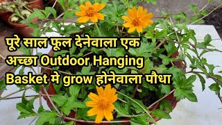 Wedelia plant care  How to grow and care Wedelia  Blooms round the year  Best for outdoor hanging [upl. by Aimak]