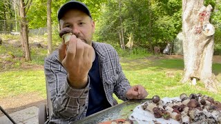 Epic Wine Cap Stropharia Mushroom Harvest  Harvesting and Cleaning My Garden Giant Bounty [upl. by Petronilla]