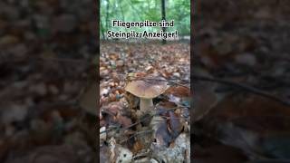 SteinpilzWahnsinn bei Fliegenpilzen steinpilze porcini amanita nature forest [upl. by Keppel]