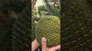 Giant Pinecone with Seeds 10x Bigger Than Pine Nuts [upl. by Eilrac555]