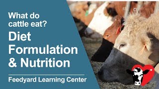 What Do Cattle Eat Diet Formulation amp Nutrition [upl. by Barimah326]