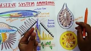 DIGESTIVE SYSTEM OF AMPHIOXUS OR BRANCHIOSTOMA [upl. by Karr847]