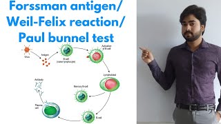 Antigen  Forssman antigen  WeilFelix reaction  PaulBunnel test Superantigen By Abhishek sir [upl. by Aihcropal]