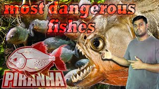 Piranha fish is one of the most dangerous fishes  Piranha Fish  Facts [upl. by Flossi]