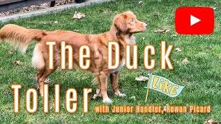 Duck Toller Dog  dog breeds [upl. by Arehahs]