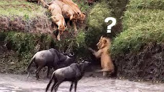 UnbelievableWildebeest Fight Back Predators To Survive  Wildebeest vs Lion Crocodile Leopard [upl. by Lefty]