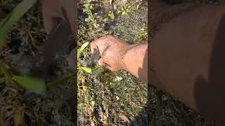 Koi fishing trap 2024 Viral fish video 2024 shorts viralshorts koifishing [upl. by Najram]