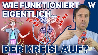 Unser Blutkreislauf So fließt das Blut durch Deinen Körper  Körperkreislauf vs Lungenkreislauf [upl. by Lovich]