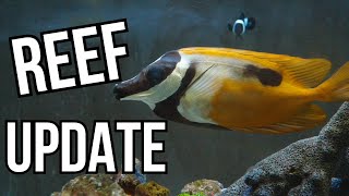 Reef Tank Update  Corals are Dying from Bristle Worms [upl. by Bernardine748]