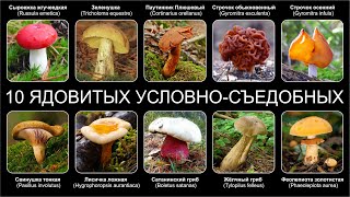 Топ 10 ЯДОВИТЫХ УСЛОВНО СЪЕДОБНЫХ ГРИБОВ [upl. by Lanni]