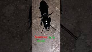 Scaritinae 🪲 beetle beetle scaritinae nature challenge viralshorts foryou [upl. by Eiduam]