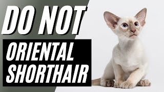 7 Reasons You Should NOT Get an Oriental Shorthair Cat [upl. by Menis]