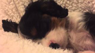 Everything is Better with Bacon a Cavalier King Charles Spaniel Puppy [upl. by Barcroft]