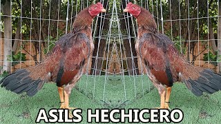 Asils Hechicero BP  Eugenio Becerril Beautiful Show Birds Rancho Burras Prietas Gto [upl. by Eelanej]