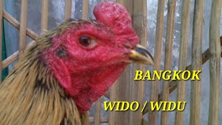 Ayam Bangkok Wido  Widu [upl. by Ambler]