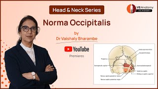 Norma Occipitalis An Indepth Exploration with Dr Vaishaly Bharambe [upl. by Sarad279]