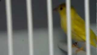 my double factor yellow siskins [upl. by Acsot]