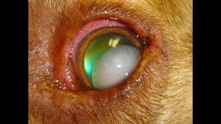 Common Conditions in Veterinary Ophthalmology [upl. by Swanhildas]