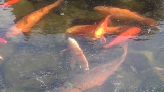 Koi Goldfish Stuck in Frozen Pond [upl. by Lubow173]