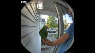 Yoshi testing Ring Doorbell [upl. by Thurmann]