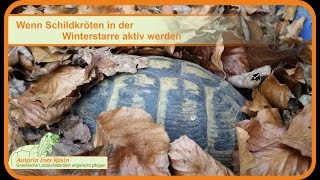 Wenn Schildkröten in der Winterstarre aktiv werden [upl. by Oiluarb]