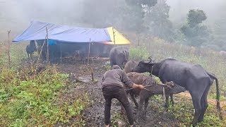 nepali ladies works place mountain village life treditionalvillage life mountain village vlog [upl. by Netnilc530]