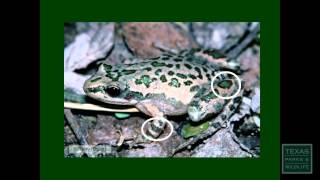 Frog Calls Made Easy Spotted Chorus Frog  Tips from a Wildlife Biologist [upl. by Alexei]