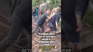 Peternakan buaya di cianjur jebol 80 ekor buaya masuk permukiman warga peternakan buaya cianjur [upl. by Orest]