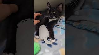 Mustachio the Tuxedo Kitten Enjoys Pettings from His Foster Mom [upl. by Willtrude]