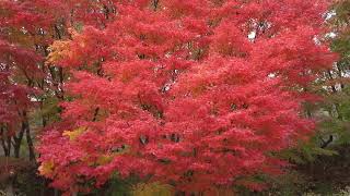 茅野市の紅葉、Autumn leaves in Chino CityNagano Pref [upl. by Llerrej]