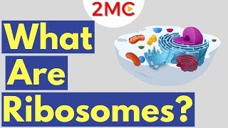 What are Ribosomes  Ribosome Function and Structure [upl. by Solis]