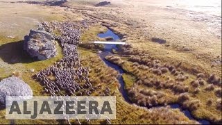 New Zealand sheep farmers use drones to shepherd [upl. by Kceb321]