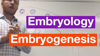 Embryogenesis  Embryology [upl. by Ettelliw632]