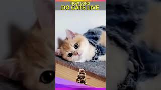 How Long Do Cats Live Explained In Human Years [upl. by Merc]