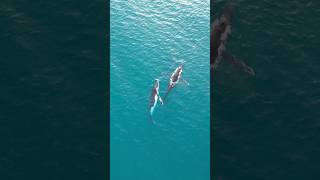 Le balene stanno migrando 🐋 lungo le coste dell’Australia 😍 australia whale [upl. by Spatola]