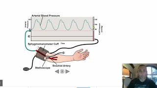 How Does a Blood Pressure Cuff Work [upl. by Ocker778]